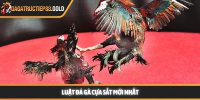 Luật đá gà cựa sắt cùng các quy tắc thi đấu chuyên nghiệp mang lại một môi trường giải trí công bằng cho mọi thành viên đam mê bộ môn này. Việc nắm vững các quy định giúp hội viên tự tin hơn khi đưa ra những quyết định chính xác tại các đấu trường lớn. Trang Đá Gà Trực Tiếp luôn cập nhật nhanh chóng các kiến thức về quy chế thi đấu và kinh nghiệm chọn chiến kê dũng mãnh. Hệ thống luật đá gà cựa sắt nền tảng tại các đấu trường lớn Tìm hiểu luật đá gà cựa sắt minh bạch Việc áp dụng luật đá gà cựa sắt giúp đảm bảo tính minh bạch và chuyên nghiệp cho từng trận đấu diễn ra tại các bồ gà danh tiếng. Hệ thống quy định này được thiết kế để bảo vệ quyền lợi của chủ kê cũng như tạo sự hào hứng cho người xem đá gà trực tiếp hôm nay. Khi các quy tắc được tuân thủ nghiêm ngặt, hội viên sẽ dễ dàng đánh giá được năng lực thực tế của các chiến kê trên sân. Nền tảng luôn khuyến khích thành viên tìm hiểu kỹ các tiêu chuẩn về cân nặng và cựa để có cái nhìn tổng quan nhất. Sự rõ ràng trong khâu tổ chức giúp nâng cao uy tín của các giải đấu lớn như Trực tiếp đá gà Thomo hay các đấu trường quốc tế khác. Những quy định này không chỉ là rào cản kỹ thuật mà còn là bệ phóng giúp các chiến kê tỏa sáng rực rỡ dưới sự chứng kiến của đông đảo người hâm mộ. Để hiểu rõ hơn về cách thức vận hành, chúng ta sẽ đi sâu vào từng khía cạnh chi tiết của các quy định hiện hành. Những tiêu chuẩn này được áp dụng đồng bộ để tạo nên những màn trình diễn kịch tính và đầy sức thuyết phục. Quy trình kiểm tra cân nặng và trang bị vũ khí Trước khi trận đấu bắt đầu, các trọng tài sẽ tiến hành cân đo trọng lượng của từng chiến kê để đảm bảo sự tương đồng. Theo luật đá gà cựa sắt, những cá thể có sự chênh lệch cân nặng quá lớn sẽ không được phép thi đấu cùng nhau nhằm giữ vững sự công bằng. Việc trang bị cựa sắt cũng phải tuân thủ kích thước và độ sắc bén quy định để bảo vệ tính nhân văn trong thể thao. Các thành viên có thể tham khảo thêm tại https://aeine.news/ để nắm bắt các thông số kỹ thuật mới nhất về trang bị cho gà nòi. Quy định về thời gian thi đấu và các hiệp đấu Mỗi trận đấu thường được chia thành nhiều hiệp, mỗi hiệp có thời gian kéo dài khoảng mười lăm phút tùy theo quy định của ban tổ chức. Giữa các hiệp đấu, chiến kê sẽ có thời gian nghỉ ngơi để được nài gà chăm sóc và hồi phục thể lực nhanh chóng. Luật đá gà cựa sắt quy định rất rõ về số phút nghỉ ngơi nhằm đảm bảo sức khỏe tốt nhất cho các đấu sĩ trước khi tiếp tục. Sự sắp xếp thời gian khoa học giúp trận đấu duy trì được nhịp độ căng thẳng nhưng vẫn rất chuyên nghiệp và hấp dẫn. Vai trò quan trọng của trọng tài điều hành trận đấu Trọng tài là người có quyền quyết định cao nhất trên sân và luôn giám sát chặt chẽ mọi hành động của hai chiến kê cũng như người nài. Họ có nhiệm vụ thực thi luật đá gà cựa sắt một cách công tâm để đảm bảo không có bất kỳ hành vi gian lận nào xảy ra. Khi có tình huống tranh chấp hoặc gà bị dính cựa, trọng tài sẽ ra hiệu tạm dừng để xử lý kịp thời và chính xác nhất. Sự hiện diện của những người cầm cân nảy mực giúp hội viên hoàn toàn yên tâm vào kết quả cuối cùng của mỗi cuộc đối đầu. Cách thức phân định thắng thua theo luật đá gà cựa sắt hiện nay Chiến kê thi đấu tại trường gà vô cùng dũng mãnh Quy tắc phân định thắng thua vô cùng công bằng Việc xác định kết quả thắng bại trong luật đá gà cựa sắt dựa trên những tiêu chí cụ thể và rõ ràng để tránh mọi tranh cãi. Một chiến kê được tuyên bố giành chiến thắng khi đối thủ không còn khả năng tiếp tục thi đấu hoặc bỏ chạy khỏi vòng tròn quy định. Web Đá Gà Trực Tiếp ghi nhận rằng sự kiên cường của các chiến kê thường mang lại những kết quả tích cực và đầy bất ngờ cho người theo dõi. Các thành viên luôn cảm thấy hài lòng khi chứng kiến những quyết định xử lý tình huống thấu tình đạt lý từ ban tổ chức. Hệ thống luôn ưu tiên những trận đấu có sự cống hiến hết mình và tuân thủ tuyệt đối quy tắc ứng xử trên sới gà chuyên nghiệp. Khi tham gia theo dõi đá gà Thomo trực tiếp hoặc đá gà trực tiếp Campuchia, người chơi sẽ thấy sự nhất quán trong cách vận hành giải đấu. Dưới đây là bảng tóm tắt một số trường hợp phân định thắng thua phổ biến: Trường hợp Kết quả theo quy định Một trong hai con bị chết hoặc gục tại chỗ Con còn lại giành chiến thắng Chiến kê bỏ chạy hoặc không tấn công trong thời gian quy định Bị xử thua theo luật hiện hành Cả hai con cùng không thể thi đấu sau khi trọng tài kiểm tra Kết quả hòa được ghi nhận Chủ kê vi phạm quy định về trang bị hoặc hành vi Bị truất ngay quyền thi đấu tức thì Việc nắm lòng luật đá gà cựa sắt giúp hội viên nâng cao trải nghiệm và đưa ra những dự đoán chính xác hơn khi theo dõi đá gà trực tiếp. Sự minh bạch trong luật chơi chính là nền tảng vững chắc để xây dựng một cộng đồng đam mê bền vững và uy tín. Luật đá gà cựa sắt luôn là kim chỉ nam giúp duy trì sự chuyên nghiệp và minh bạch cho mọi trận đấu đỉnh cao trên toàn thế giới. Hội viên tuân thủ đúng các nguyên tắc này sẽ bảo vệ được quyền lợi và nâng cao cơ hội nhận thưởng lớn từ hệ thống giải trí uy tín. Web Đá Gà Trực Tiếp cam kết đồng hành cùng người chơi để xây dựng một cộng đồng giải trí lành mạnh và bền vững nhất trong tương lai.